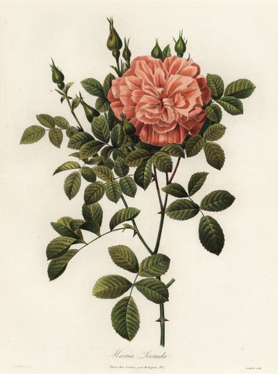 Maria Leonida, rosa híbrida, variedad Rosa bracteata de Langlois Langlois