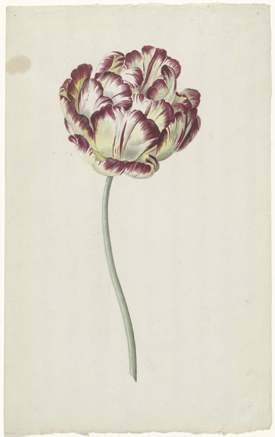 Tulipán de Louis Moritz