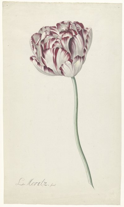 Tulipán de Louis Moritz