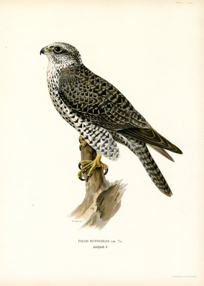 Gyrfalcon (litografía en color) de Magnus Ferdinand and Wilhelm von Wright