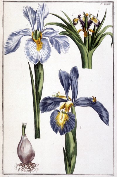 Imagen desconocida de Maria Sibylla Merian