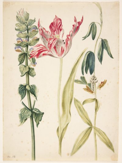 3 flores, en el centro un tulipán de Maria Sibylla Merian