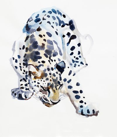 Leopardo árabe de Mark Adlington