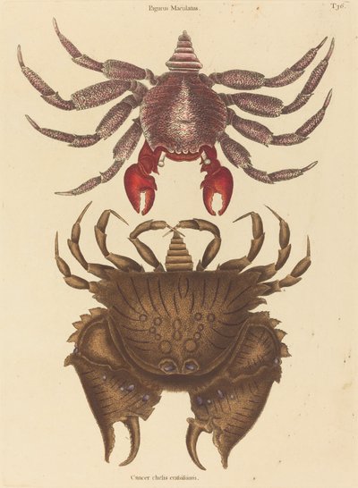 Cangrejo de roca moteado rojo (Cancer grapsus) de Mark Catesby