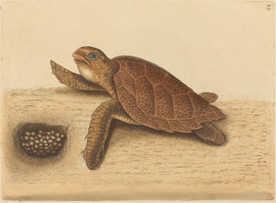 La tortuga carey (Testudo caretta) de Mark Catesby