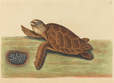 La Tortuga Carey (Testudo caretta) de Mark Catesby