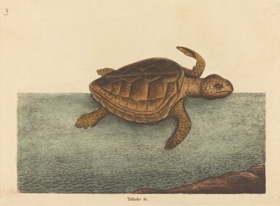 La tortuga cabezona (Testudo Cavanna) de Mark Catesby