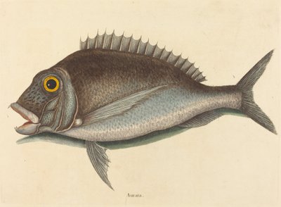 El Pargo (Sparus chrysops) de Mark Catesby