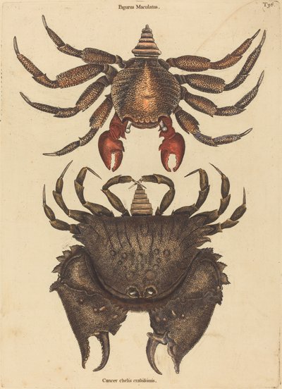 El Cangrejo Rojo Moteado (Cancer grapsus) de Mark Catesby