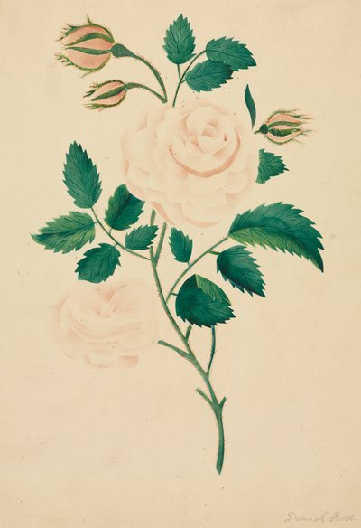 Rosa Damascena de Mary Altha Nims