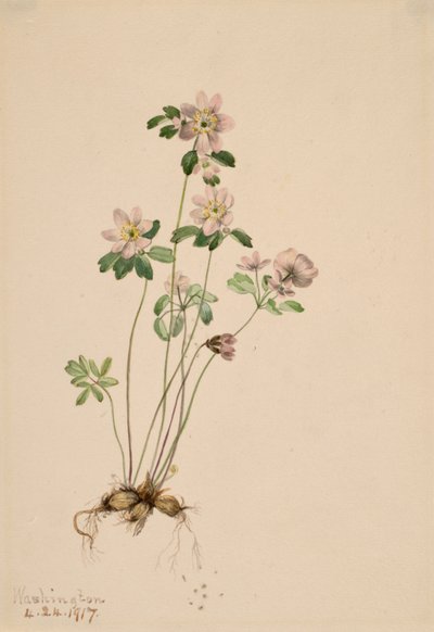 Anemonella Syndesmon thalictroides de Mary Vaux Walcott