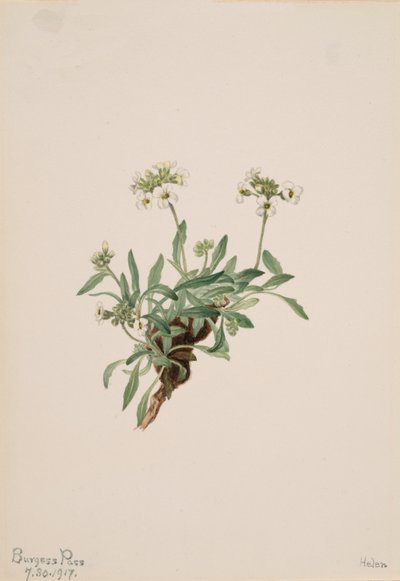 Arabis drummondii, 1917 de Mary Vaux Walcott