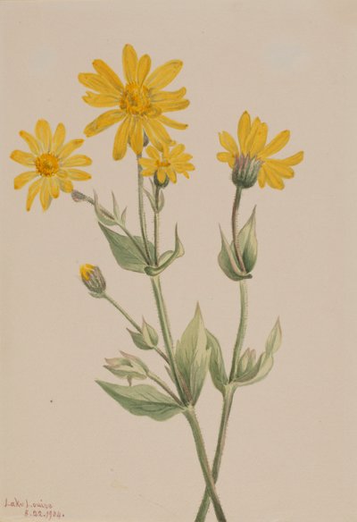 Árnica Arnica latifolia, 1904 de Mary Vaux Walcott