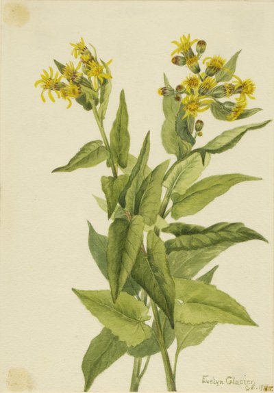 Senecio triangularis, 1916 de Mary Vaux Walcott