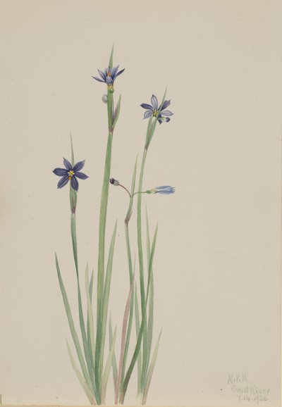 Hierba de ojos azules Sisyrinchium angustifolium, 1920 de Mary Vaux Walcott