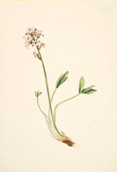 Frijol de pantano Menyanthes trifoliata, ca. 1900-1920 de Mary Vaux Walcott