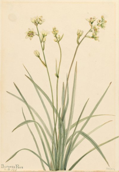 Zygadenus elegans, 1917 de Mary Vaux Walcott