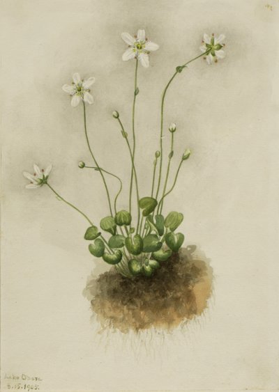 Parnassia fringed Parnassia fimbriata, 1905 de Mary Vaux Walcott