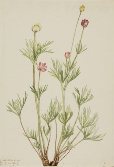 Anémona globo Anemone globosa, 1917 de Mary Vaux Walcott