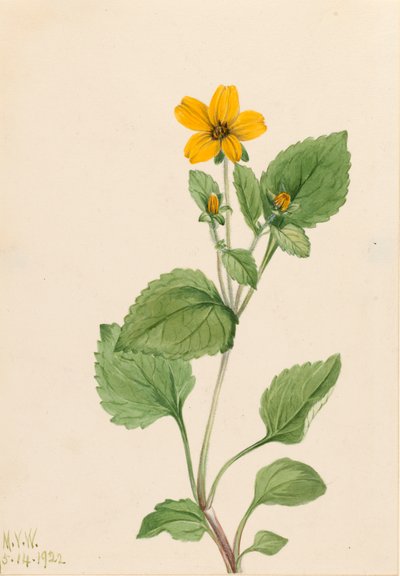 Estrella dorada Chrysogonum virginianum de Mary Vaux Walcott