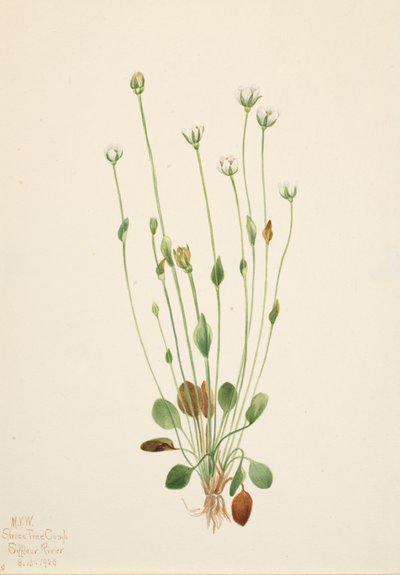 Senecio gris Senecio canus, 1920 de Mary Vaux Walcott