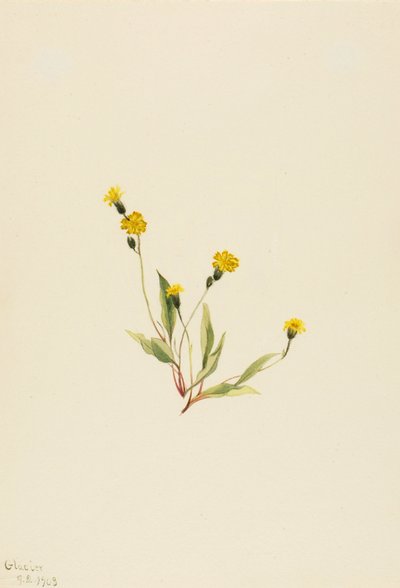 Heieracium gracile, 1903 de Mary Vaux Walcott