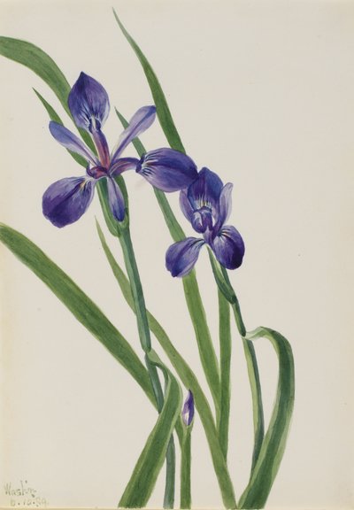 Iris, especies de Iris, 1939 de Mary Vaux Walcott