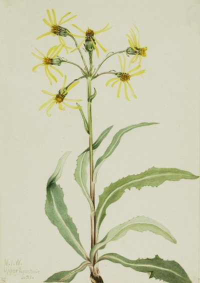 Senecio de luto Senecio lugens, 1921 de Mary Vaux Walcott