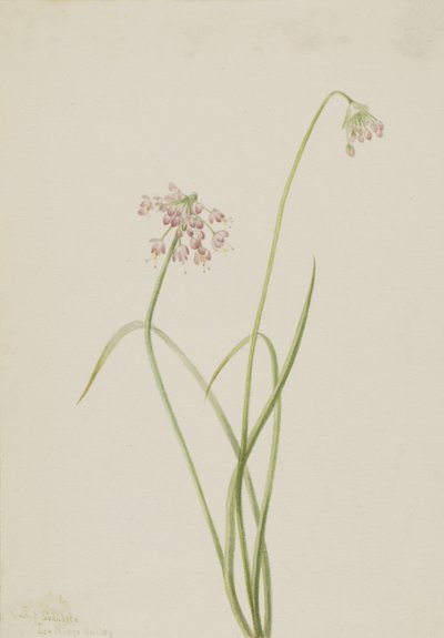 Cebolla inclinada Allium cernuum, 1901 de Mary Vaux Walcott