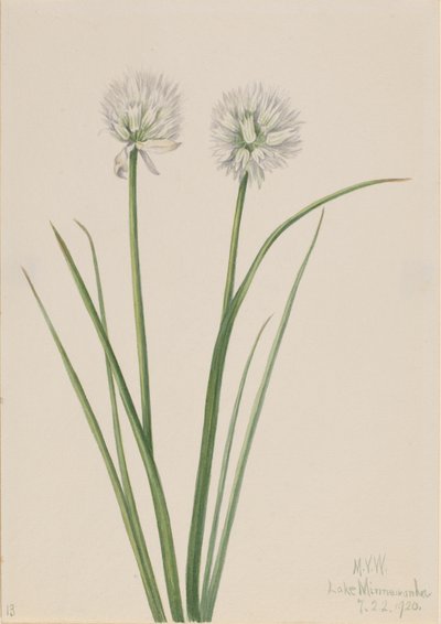 Cebolla del norte Allium sibiricum, 1920 de Mary Vaux Walcott