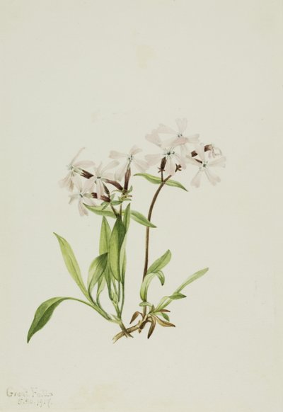 Peatpink Silene caroliniana, 1917 de Mary Vaux Walcott