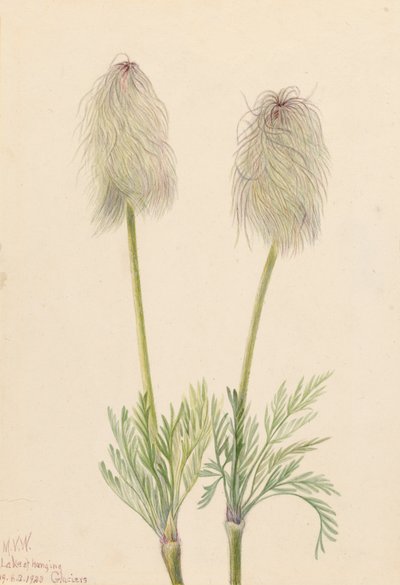 Anémona de pluma Pulsatilla occidentalis, 1923 de Mary Vaux Walcott