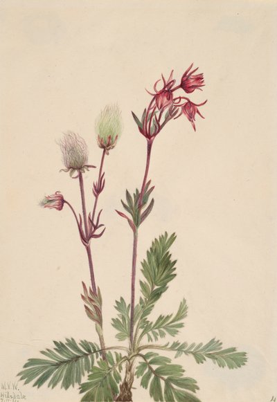 Humo de la pradera Sieversia ciliata, 1921 de Mary Vaux Walcott