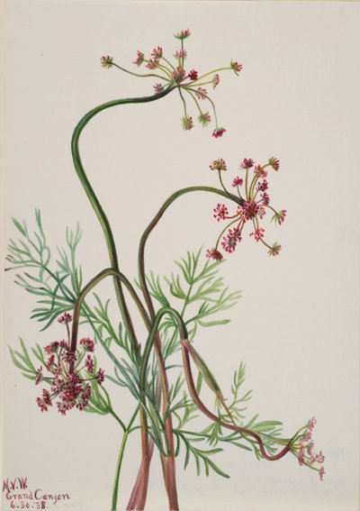 Pseudocymopterus montanus, 1938 de Mary Vaux Walcott