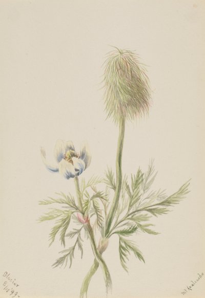 Pulsatilla occidentalis, 1899 de Mary Vaux Walcott