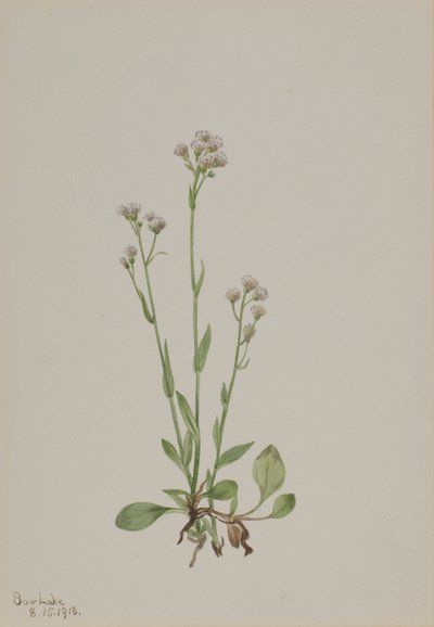 Antennaria racemosa, 1918 de Mary Vaux Walcott