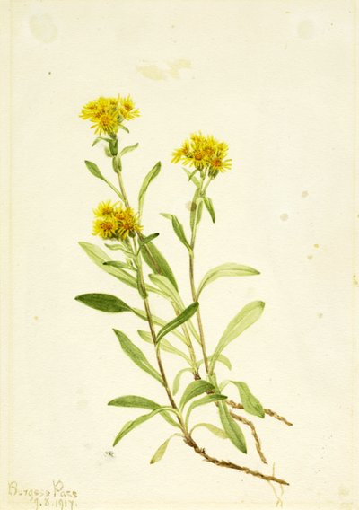 Solidago de Montura de Mary Vaux Walcott