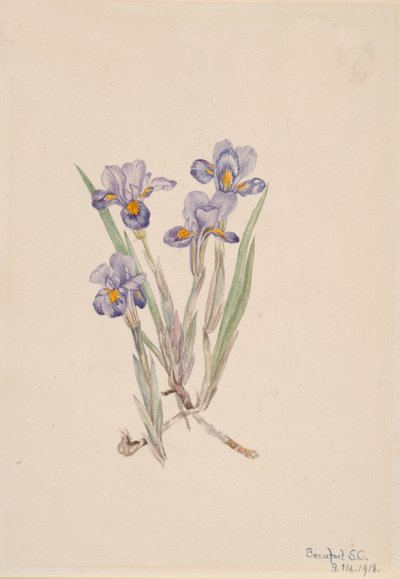 Iris vernal, 1918 de Mary Vaux Walcott