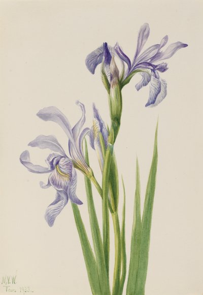 Bandera azul occidental Iris missouriensis, 1933 de Mary Vaux Walcott