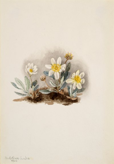 Dryad Blanca Dryas octopetala de Mary Vaux Walcott