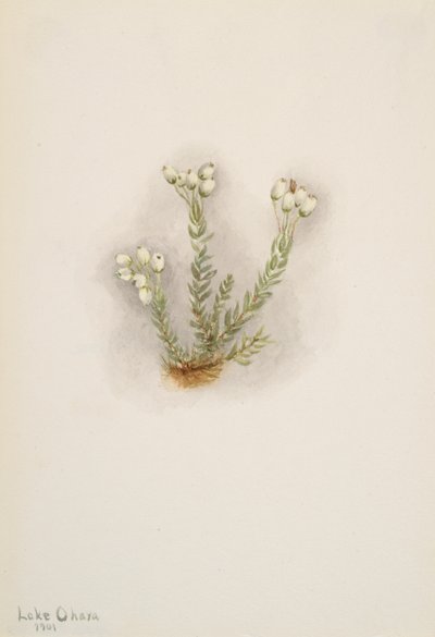 Brezo blanco Phyllodoce grandiflora de Mary Vaux Walcott