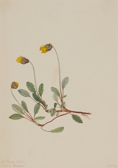 Dríade amarilla Dryas drummondii, 1904 de Mary Vaux Walcott