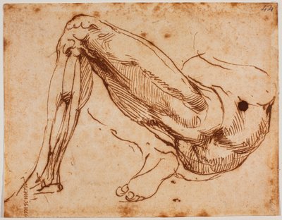 Estudio de las piernas de Michelangelo Buonarroti