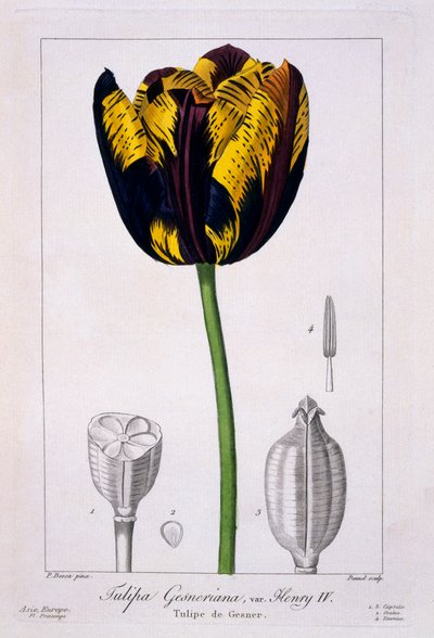 Tulipán: Rey Enrique IV, pub. 1836 de Panacre Bessa