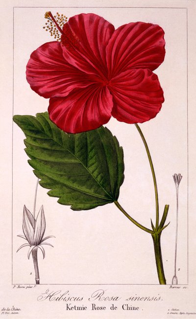 Hibiscus rosa-sinensis, 1836 de Pancrace Bessa