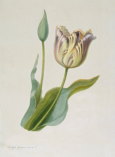 Tulipa, Tulipán, c. 1840-1880 de Pauline Girardin