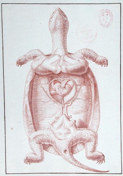 Una tortuga de Philippe Simoneau