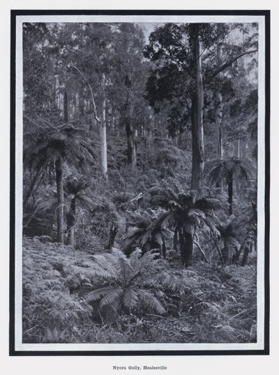 Nyora Gully, Healesville (foto en b/n) de Photographer Australian