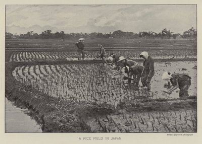 Un campo de arroz en Japón de Photographer Japanese