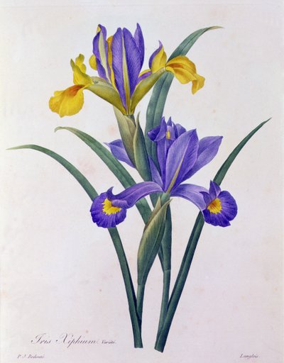 Iris Xiphium (grabado en color) de Pierre Joseph Redouté